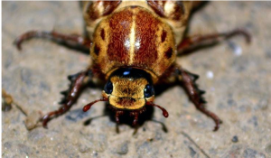 بلدية دبي مكافحة الحشرات