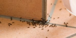شركات مكافحة الحشرات
